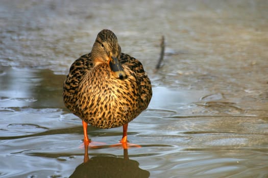 Female mallard on ice