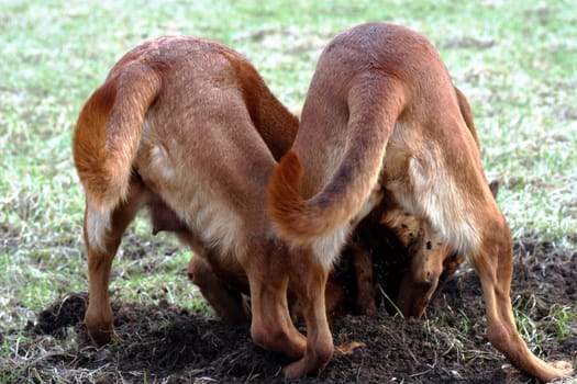 Rottweiler- Malinou crossing while digging