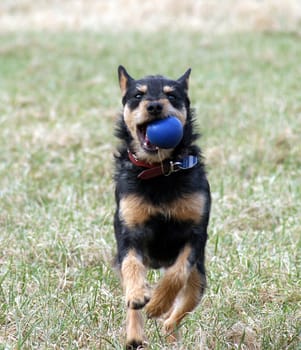 Hunting terrier and his ball