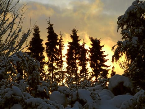 Evening sunshine