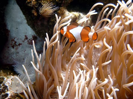 Nemo or something