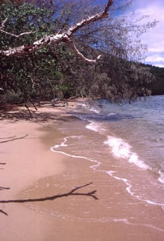 Where the jungle meets the beach