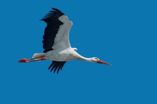 Stork in flight