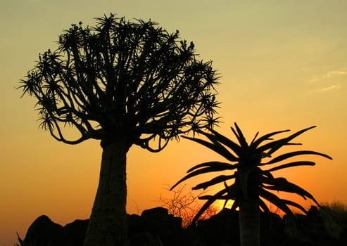 And another quiver tree...