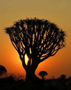 In the quiver tree forest - Namibia