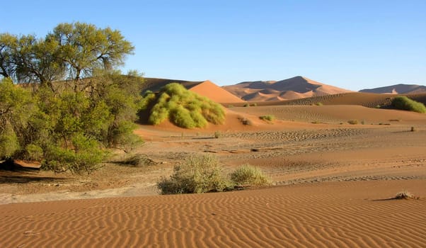 The desert is alive
