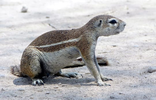 Cape Ground Squirrel