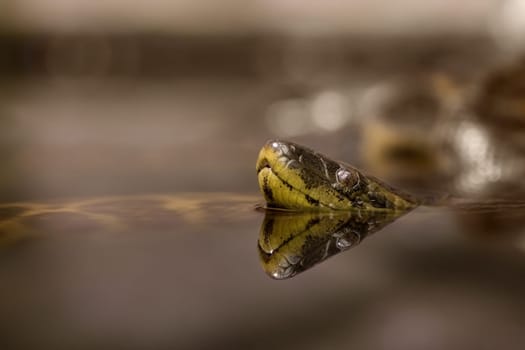 Young anaconda
