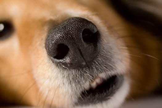 A dognose