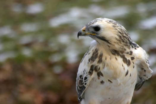 Almost white buzzard