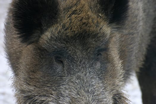 Such a wild pig with such small eyes
