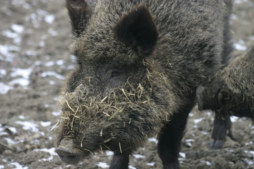 Wild boar with straw-covered muzzle