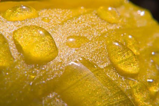 Dewdrops on a winterling