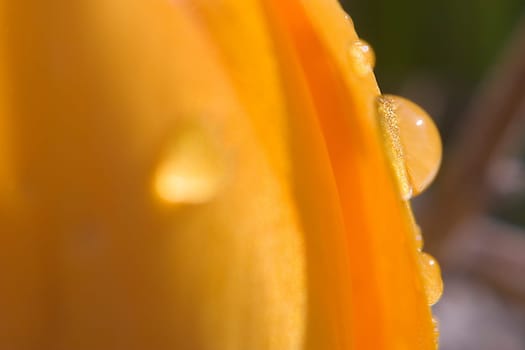 Dewdrops on a crocus