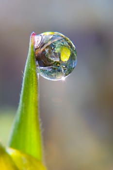 Dewdrop on a blade of grass with reflection of a blooming winterling - 90mm macro lens + 2x converter +10+ macro lens
