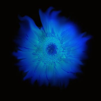 Deliquescent flower