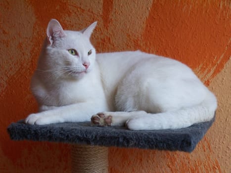 White Cat