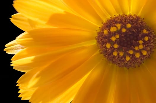Calendula 02
