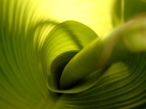 The view into a not yet fully developed leaf of a banana tree and the next leaf inside.