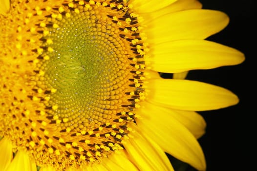 Sunflower 22