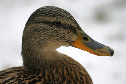Portrait of a mallard