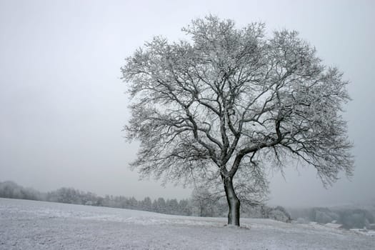 Lonely beech tree in the snow