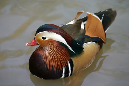 Aix galericulata,Drake