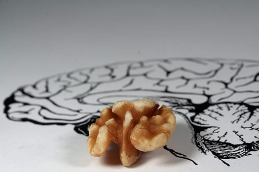 Brain metaphor new