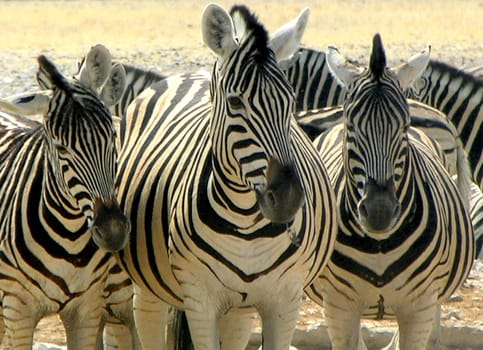Lots of stripes