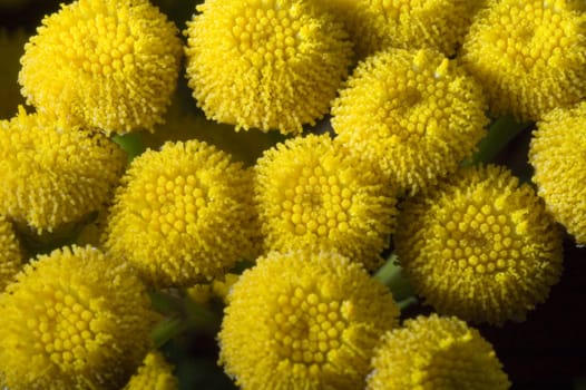 Rhine fern