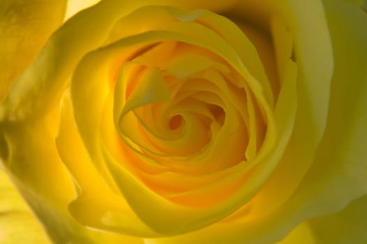 Yellow Rose