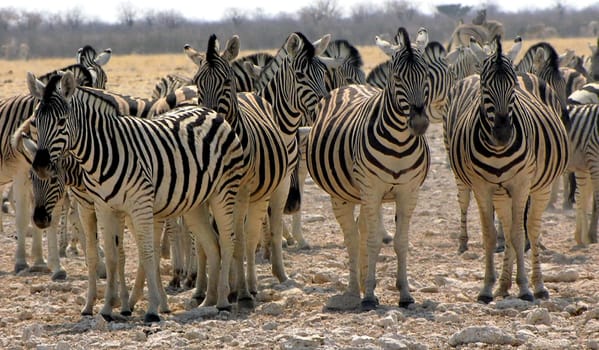 Zebra