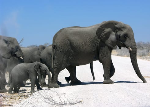 When elephants cross the road...