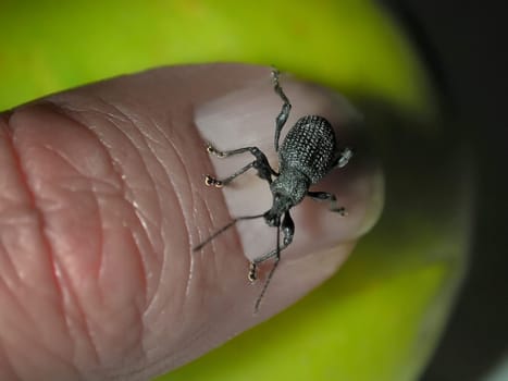 Beetle