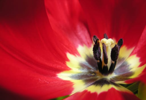Tulip