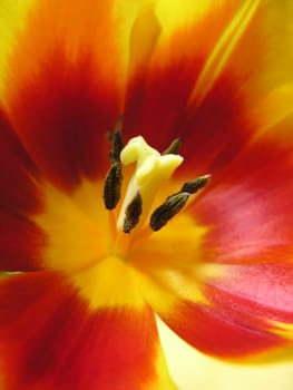 Harbinger of spring