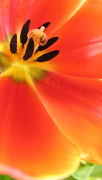 Harbinger of spring