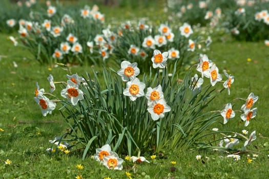 Daffodil meadow