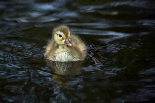 this crested duckling was taken from its mother. It was the only chick she (still) had and probably it was her first,because she behaved quite inexperienced and swam very far away from her chick again and again... for enemies such as
