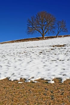 lonely tree
