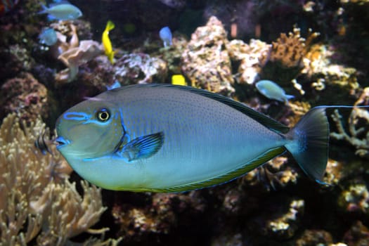 from an aquarium