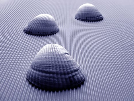 The Path of the Shells