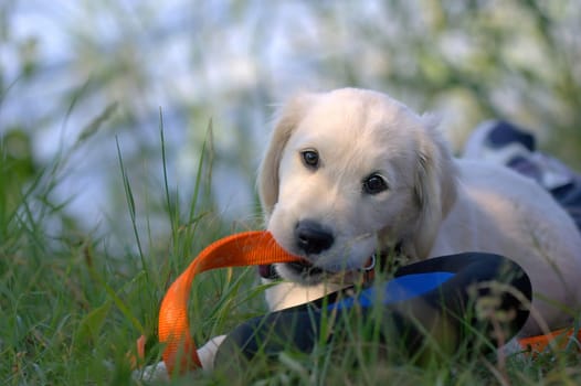Nibbles