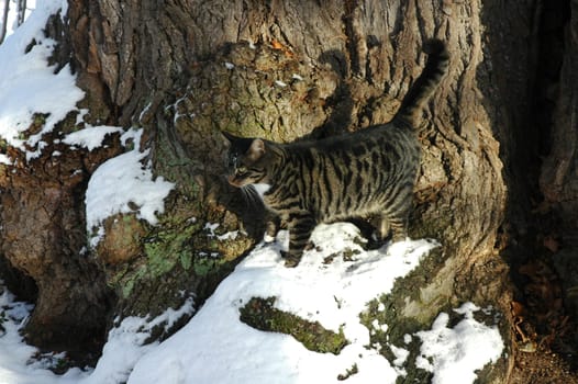 Camouflage