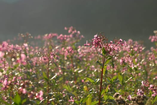 Flower meadow in the morning mist