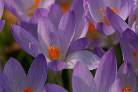 Pure spring