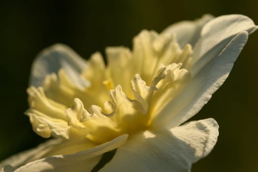 Narcissus