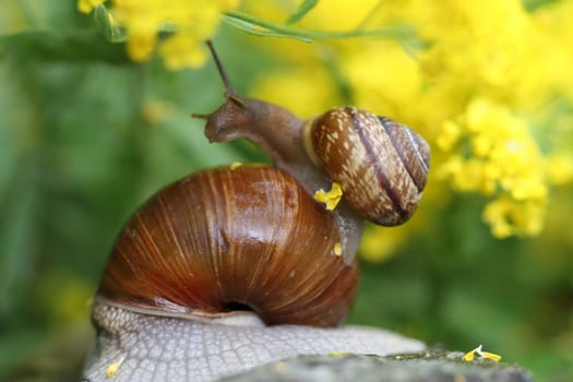 Piggyback
