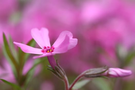 its pink