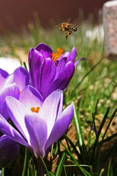 ... The first flowers in our garden and the bees are already busy